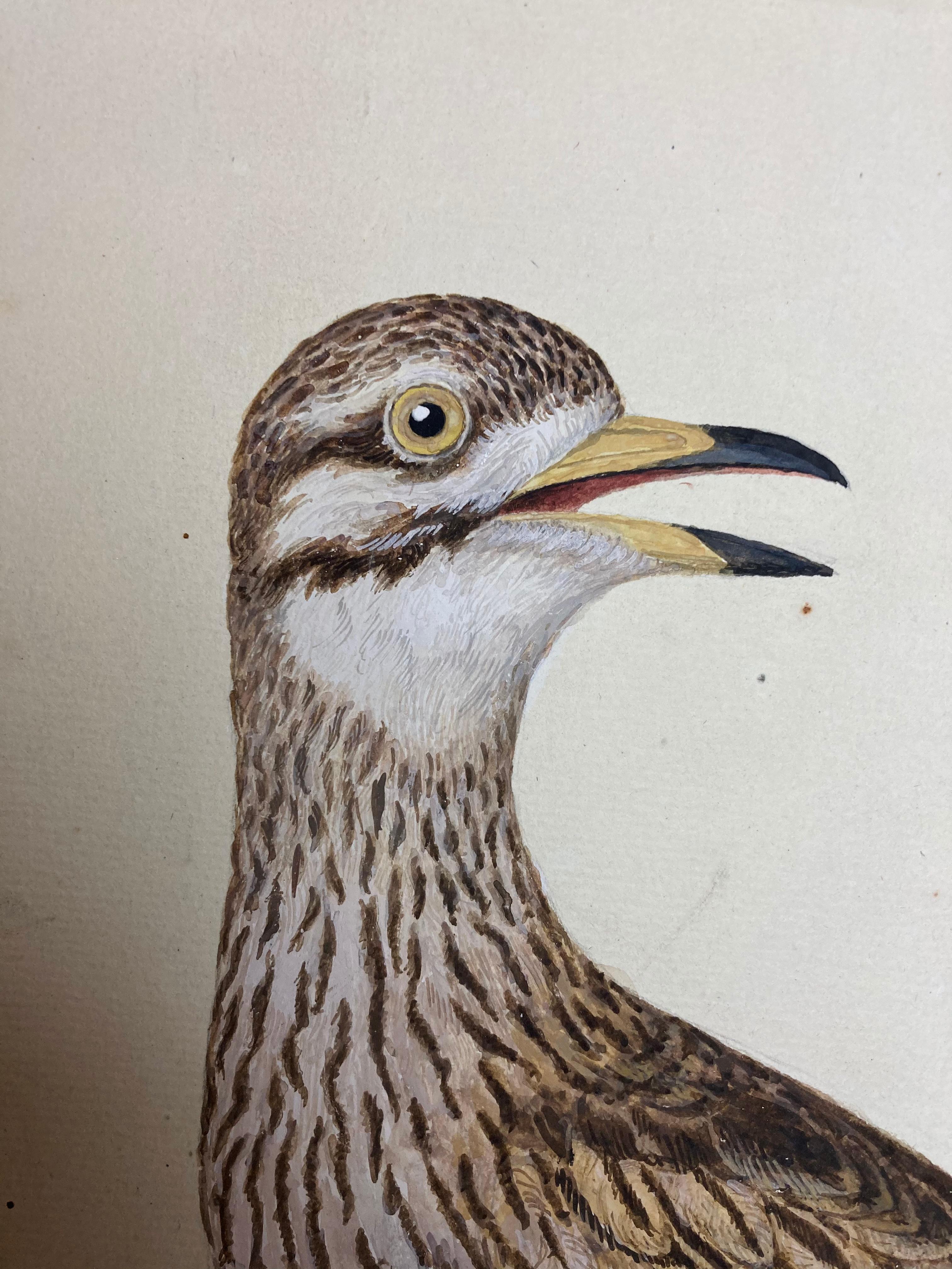 Wildtierzeichnung eines erleuchteten Malers von grauen und weißen Vögeln – Art von Peter Paillou