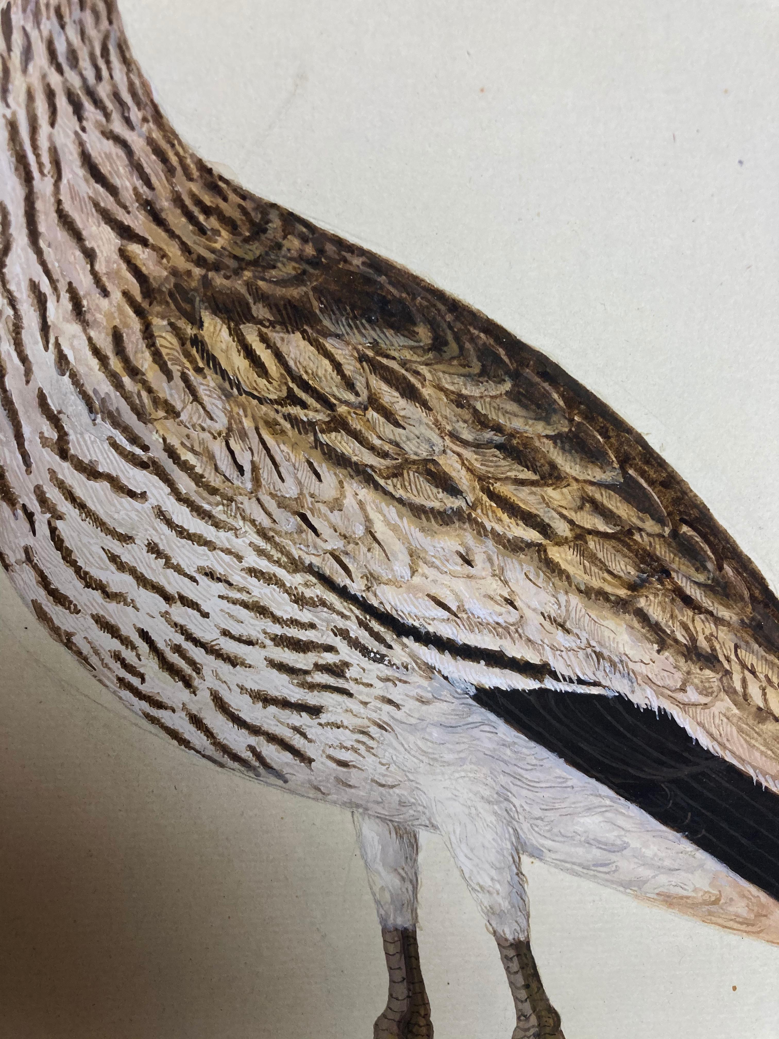 Wildtierzeichnung eines erleuchteten Malers von grauen und weißen Vögeln (Realismus), Art, von Peter Paillou