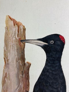 Pintura de pájaro carpintero de negro y rojo por pintor ilustrado