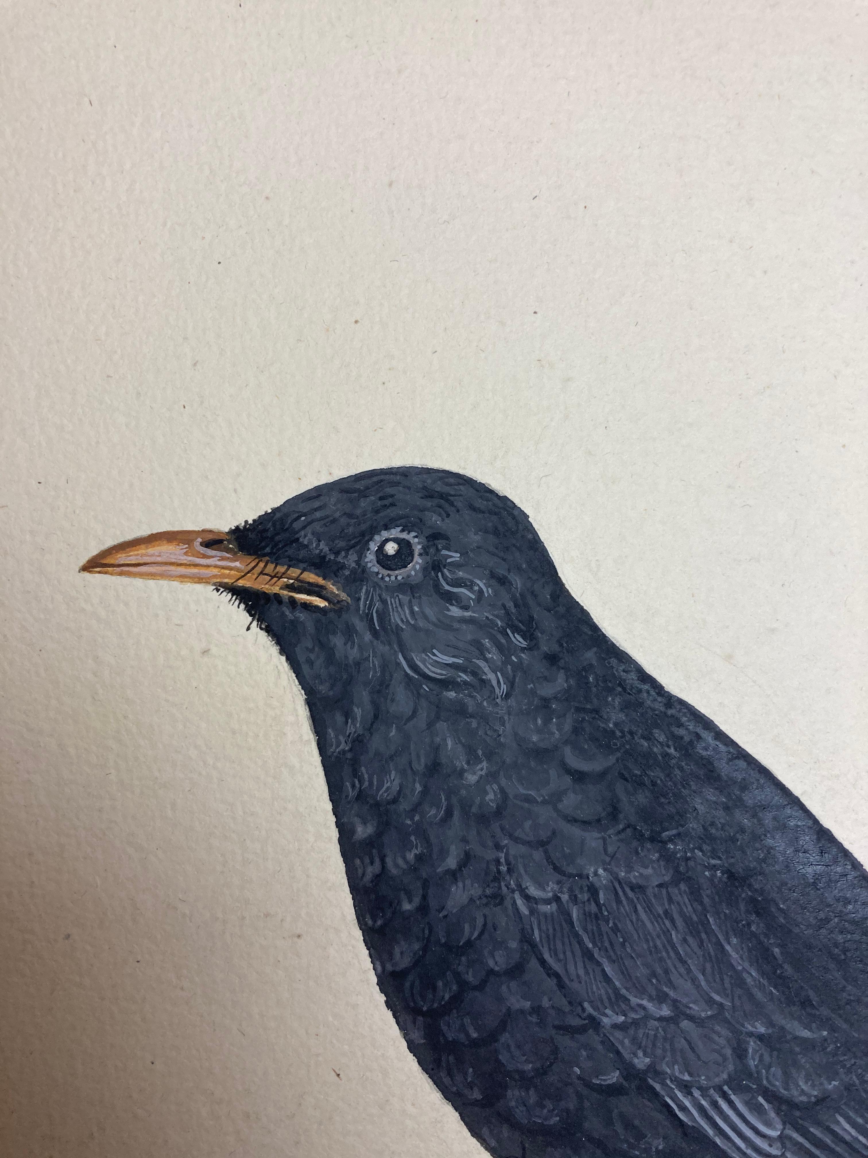 Wildleben-Gemälde eines erleuchteten britischen Malers, schwarzer Vogel sitzend – Art von Peter Paillou