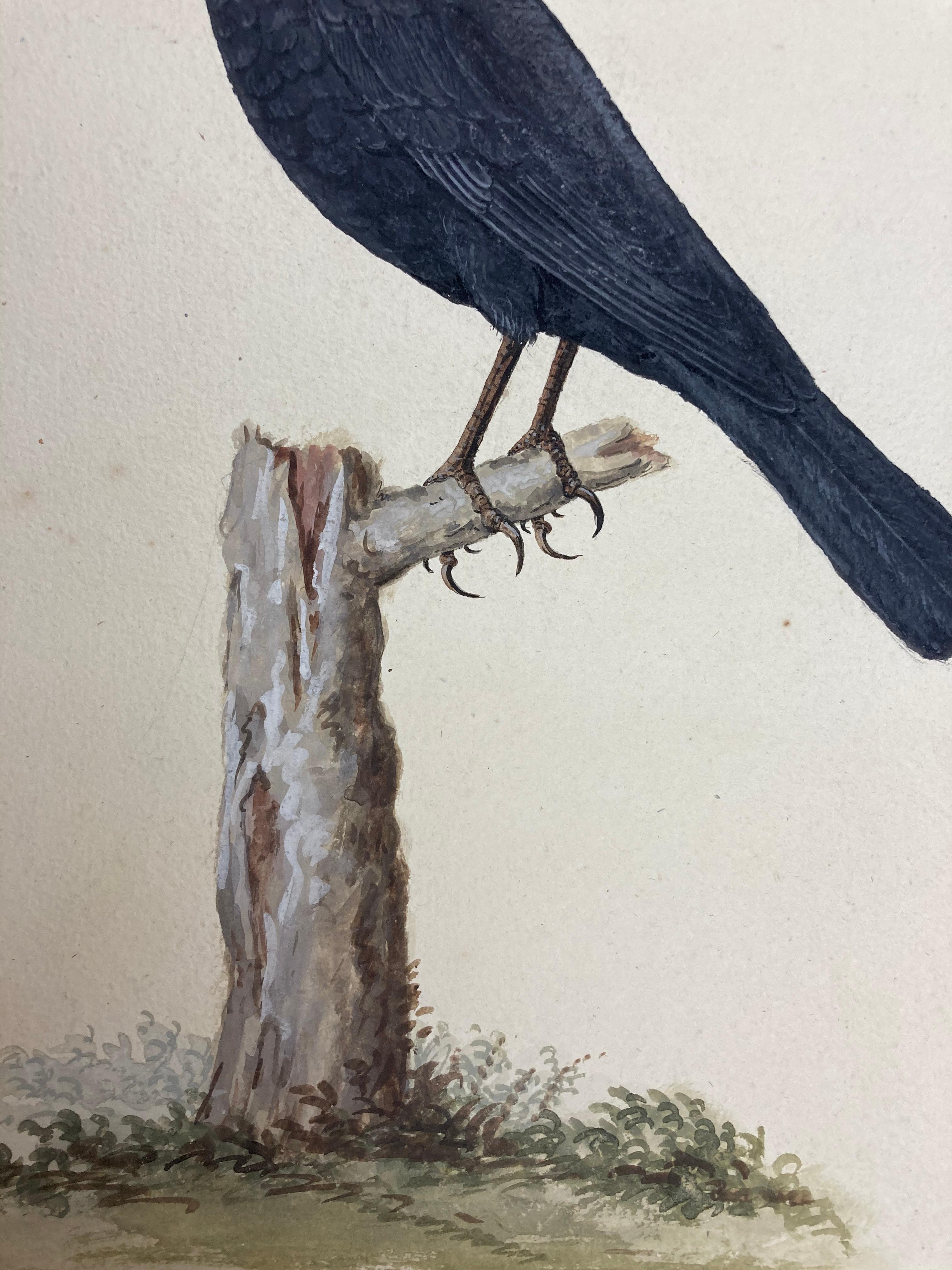Wildleben-Gemälde eines erleuchteten britischen Malers, schwarzer Vogel sitzend (Realismus), Art, von Peter Paillou