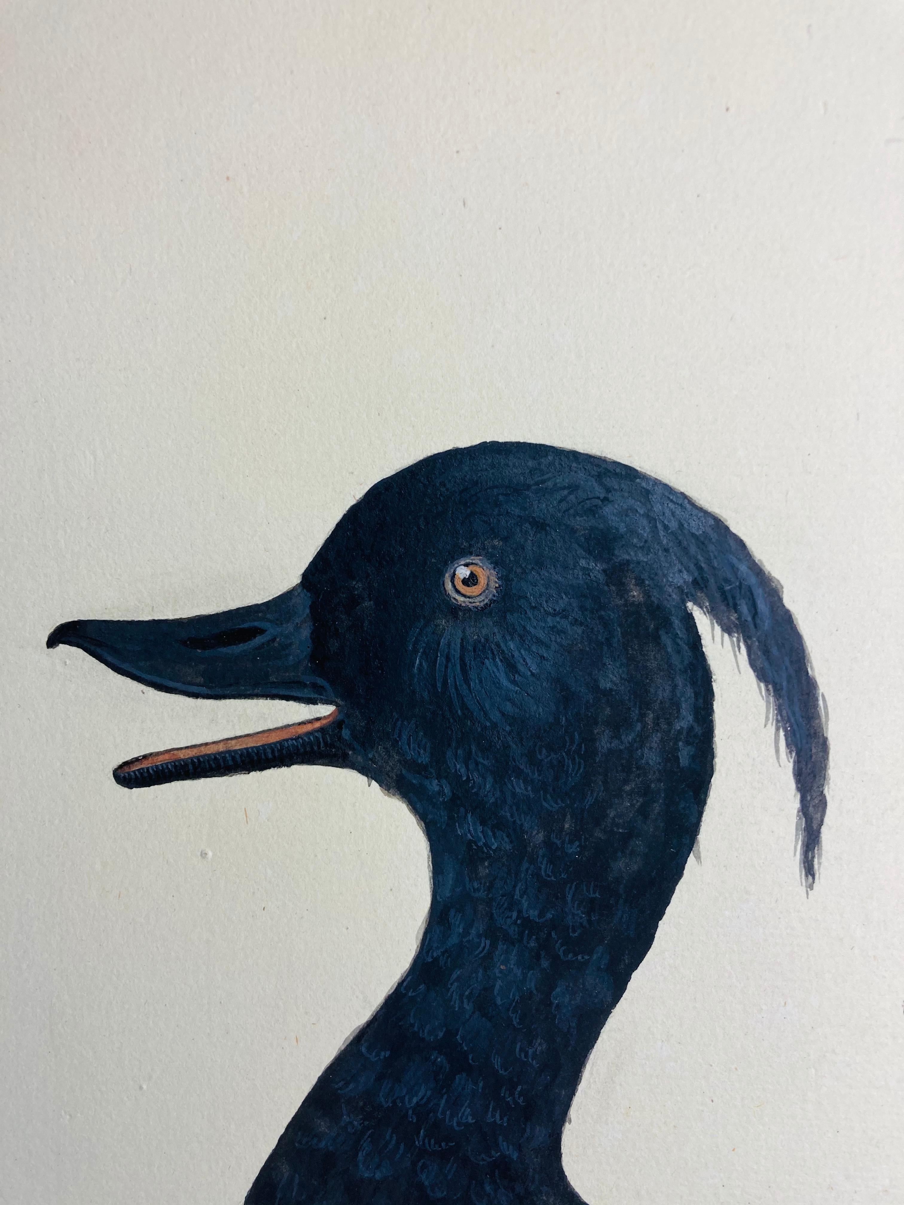 Wildleben-Gemälde einer schwarz-weiß getufteten Ente von einem britischen Maler – Art von Peter Paillou