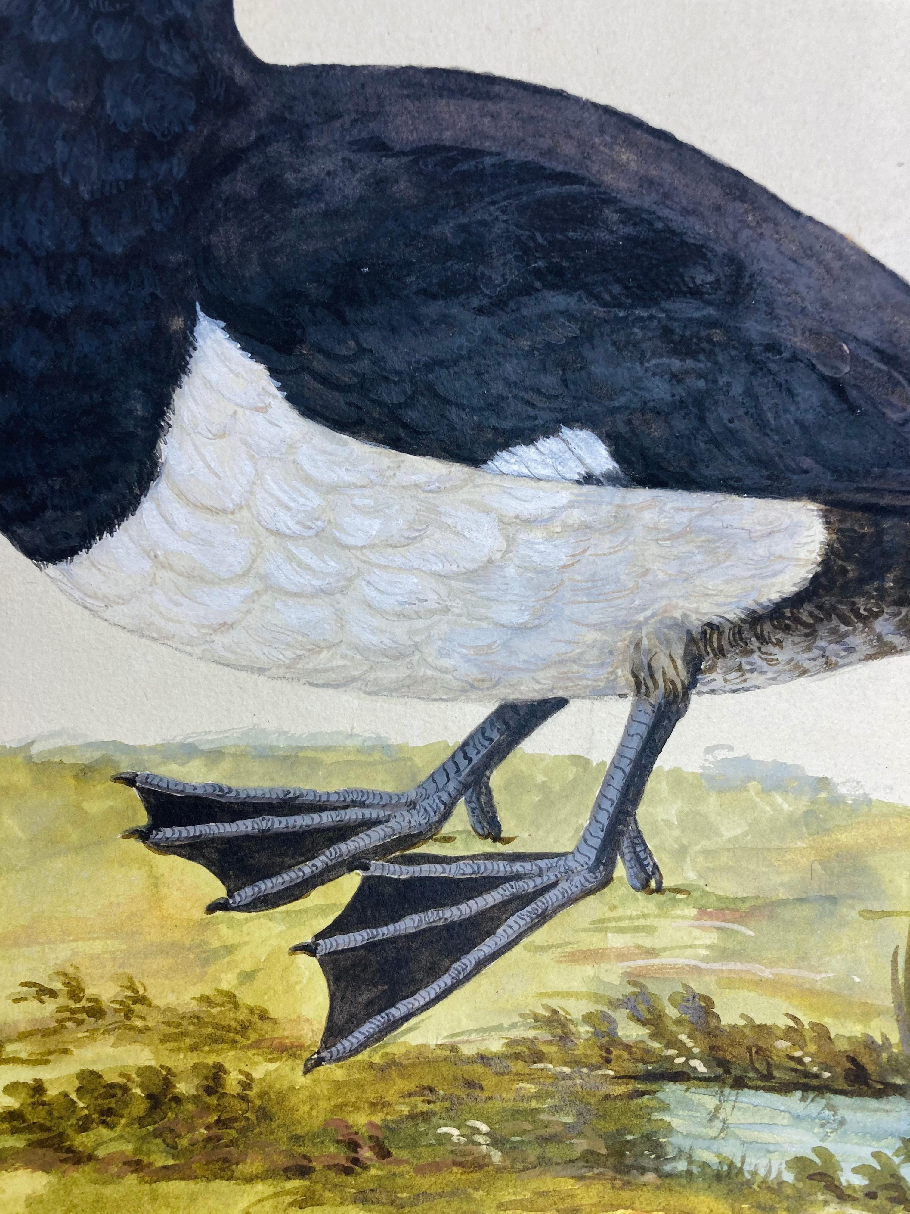 Wildleben-Gemälde einer schwarz-weiß getufteten Ente von einem britischen Maler (Grau), Animal Art, von Peter Paillou