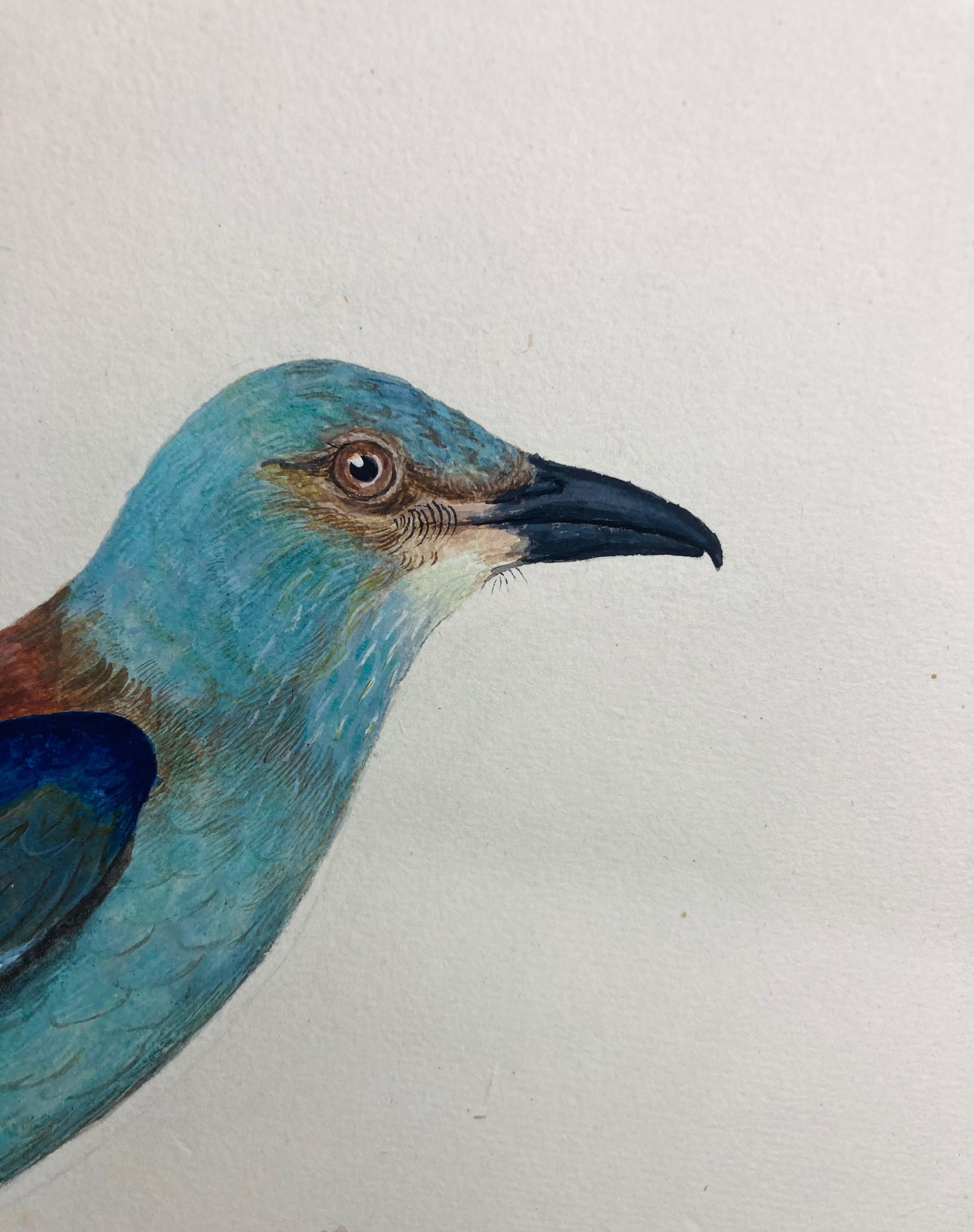 Wildleben-Zeichnung eines jayischen Vogels in Hellblau von einem erleuchteten britischen Maler – Art von Peter Paillou