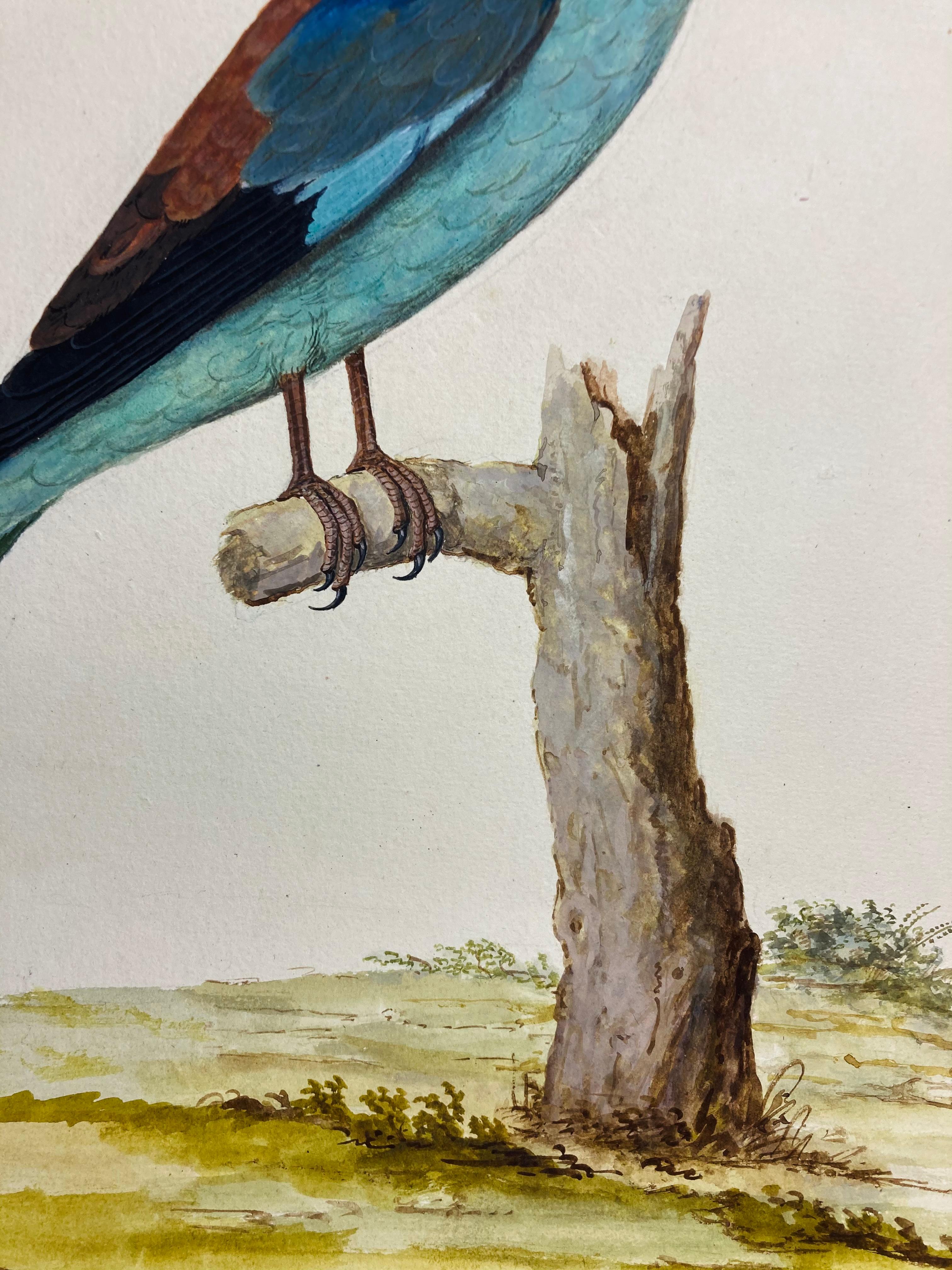Wildleben-Zeichnung eines jayischen Vogels in Hellblau von einem erleuchteten britischen Maler (Grau), Animal Art, von Peter Paillou