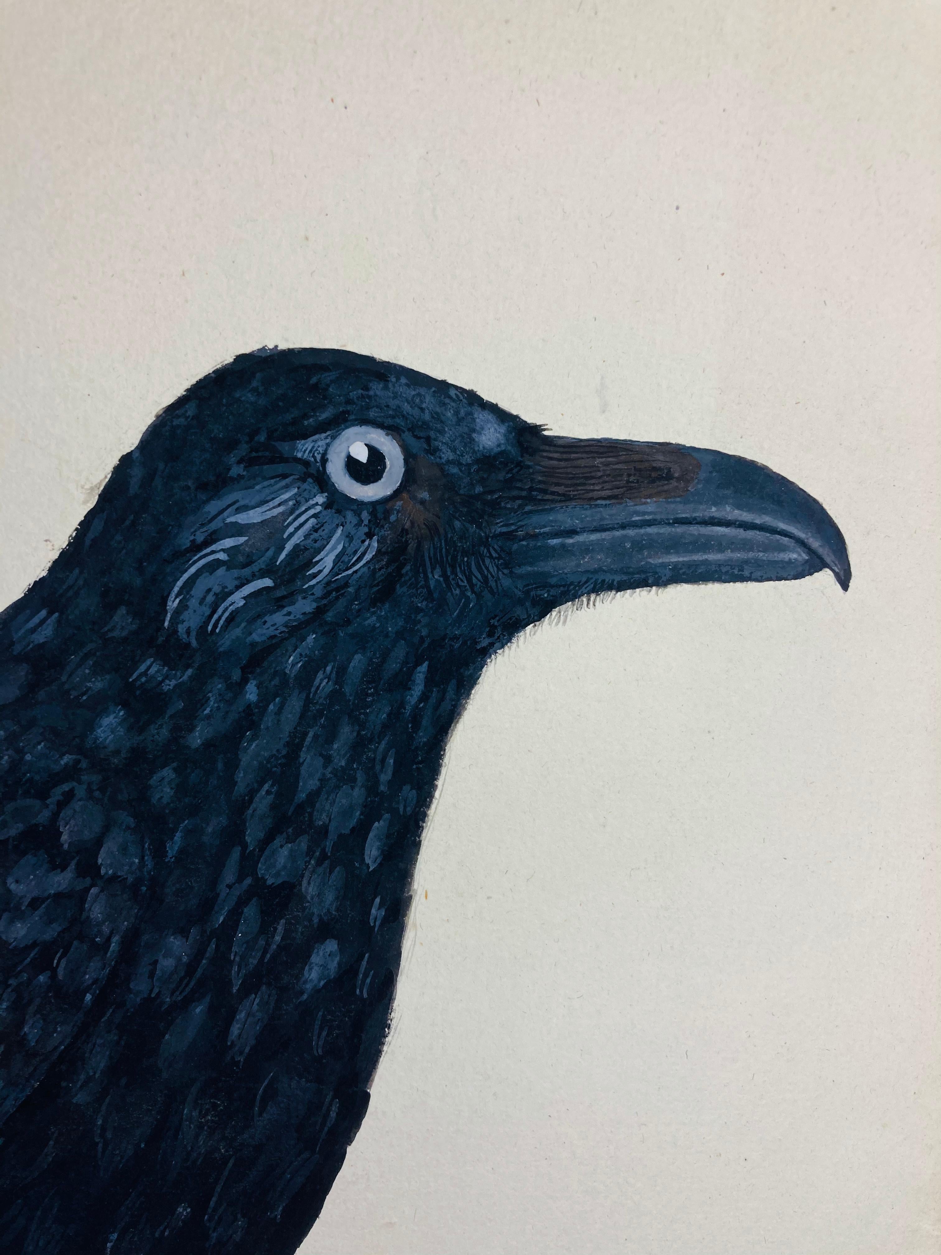 Animal drawing of sitting crow in black by enlightened british painter - Art by Peter Paillou