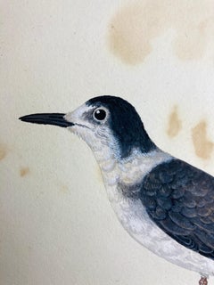 Wildlife drawing of bird in black and white by enlightened british painter