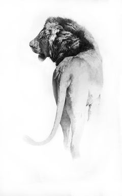 Lion pencil drawing, Italian painter - 21st Century Black and White Animal 