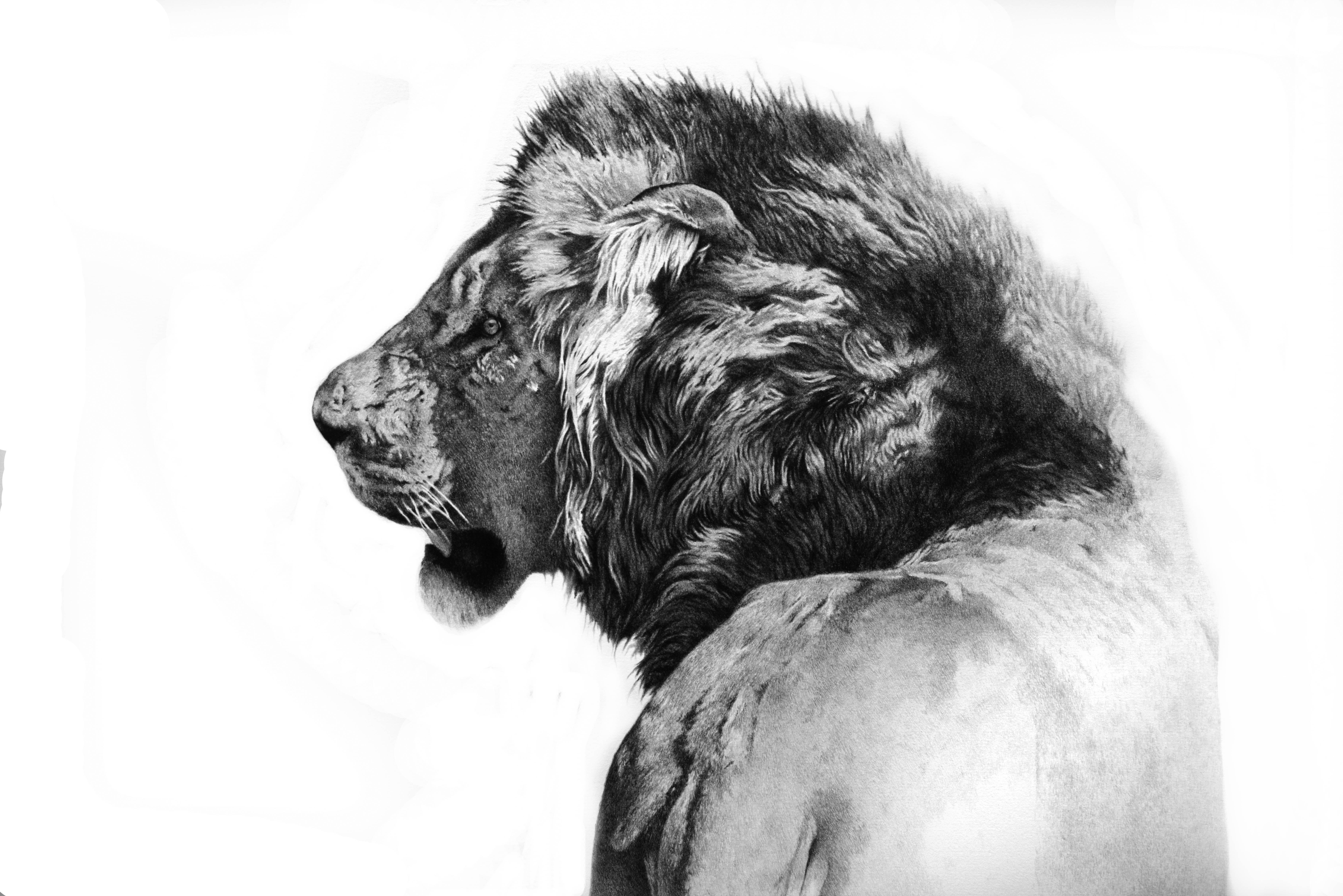 Lion pencil drawing, Italian painter - 21st Century Black and White Animal  - Art by Giorgia Oldano