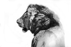 dessin au crayon en forme de lion, peintre italien - Animal noir et blanc du 21e siècle