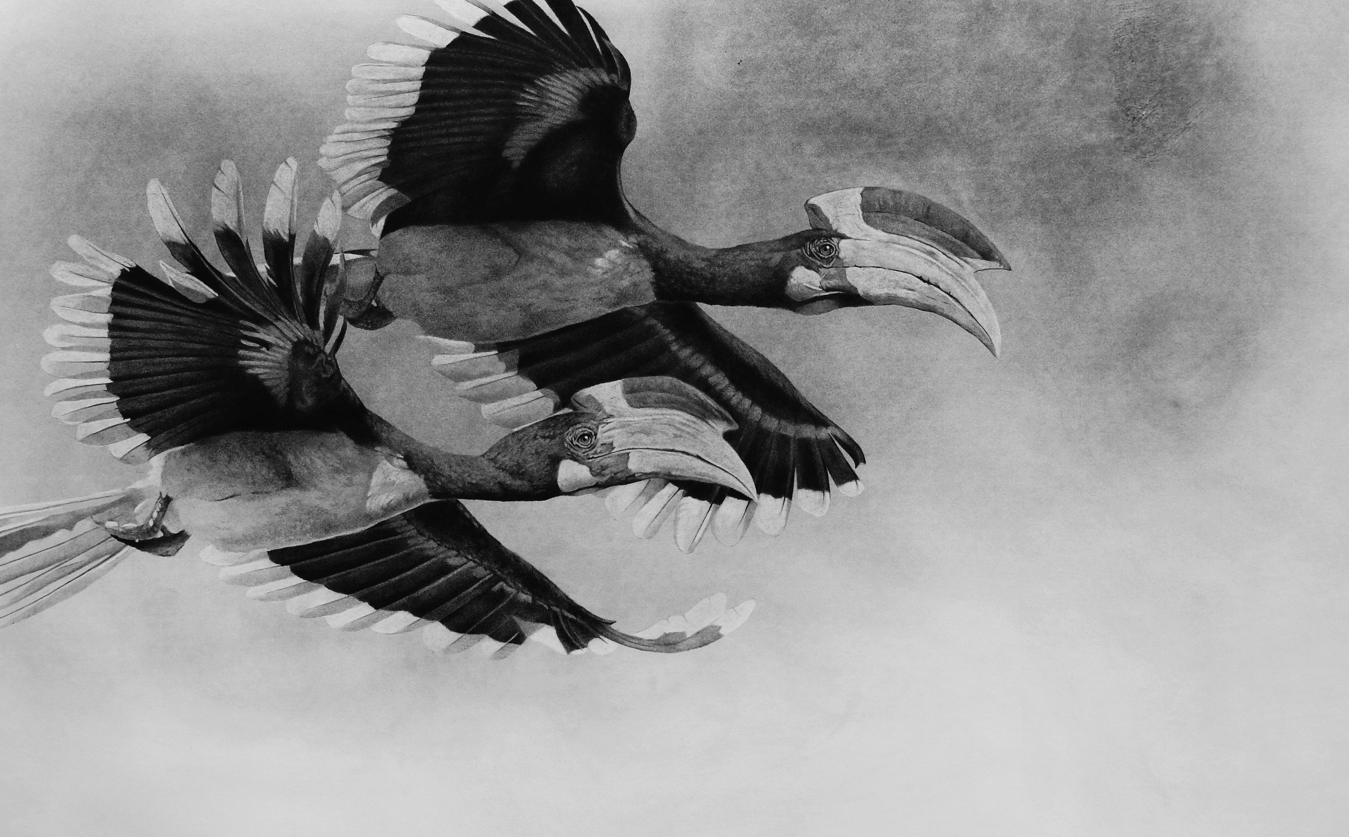 dessin au crayon en noir et blanc d'oiseaux brésiliens rares par un maître peintre italien