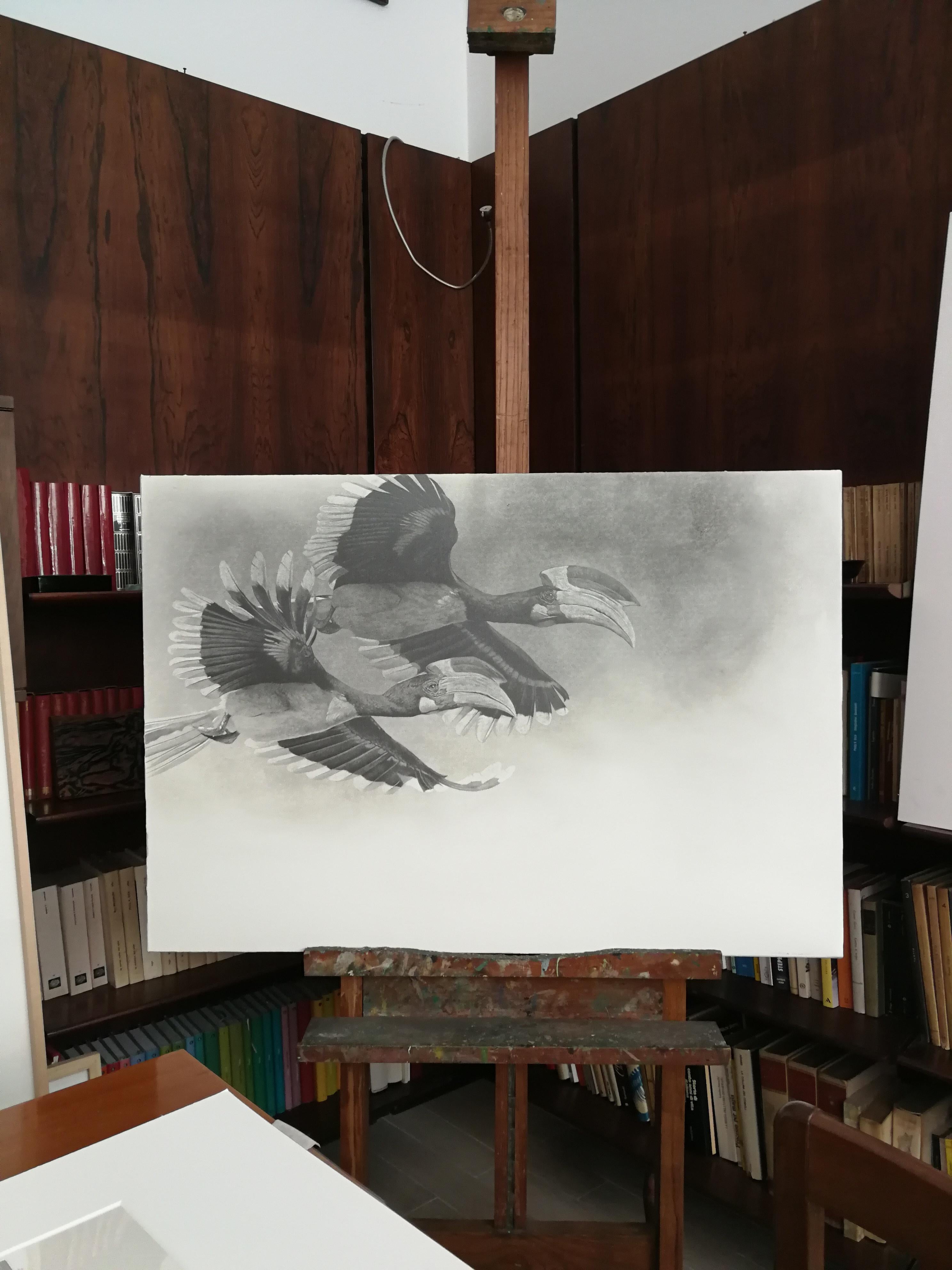 Black and white pencil drawing of rare brazilian birds by master italian painter - Art by Giorgia Oldano