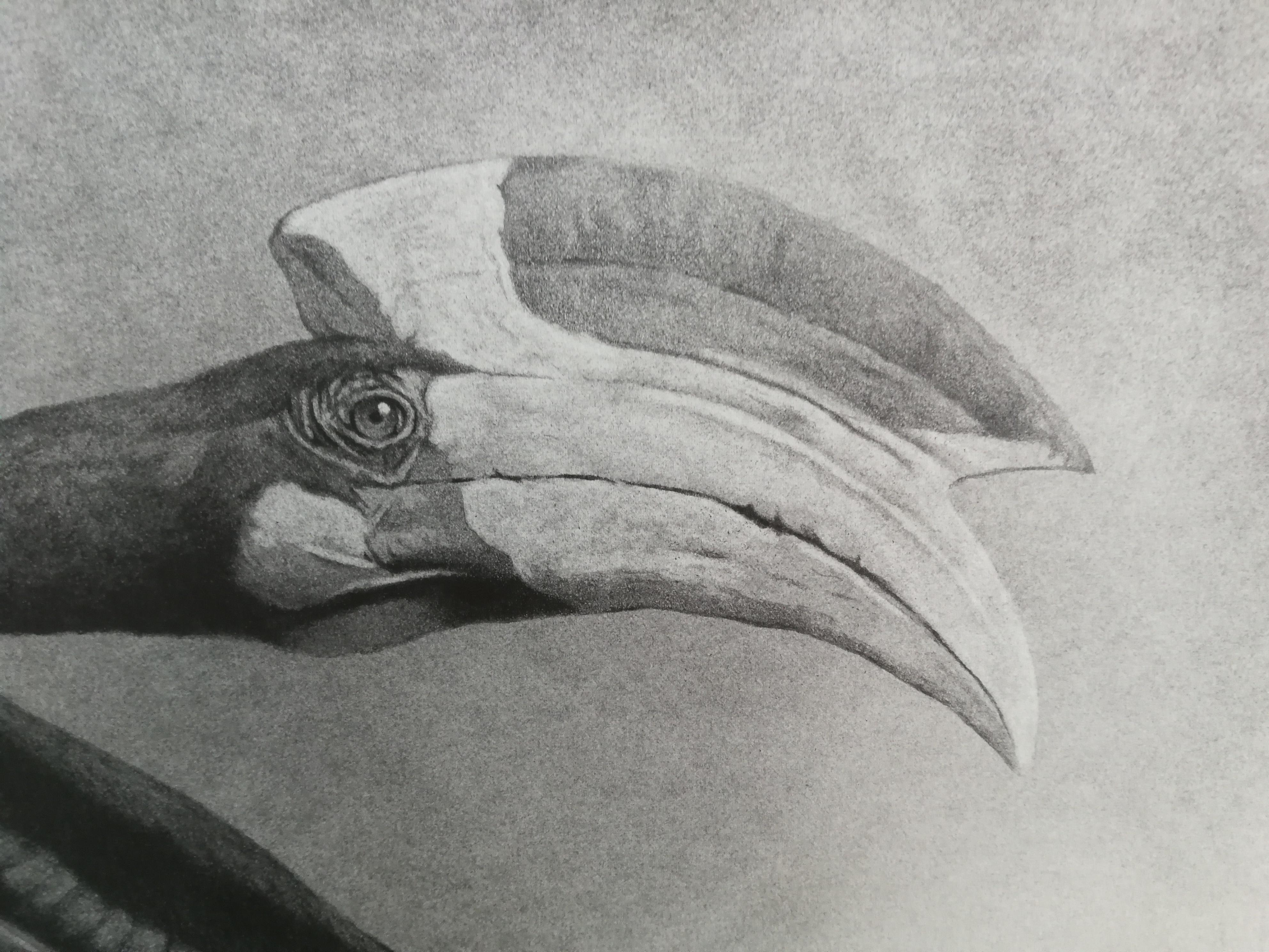 black and white pencil drawings of animals