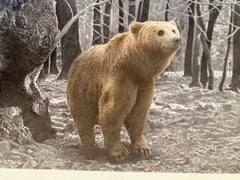 Black and white pencil drawing and watercolour of a brown bear in the woods