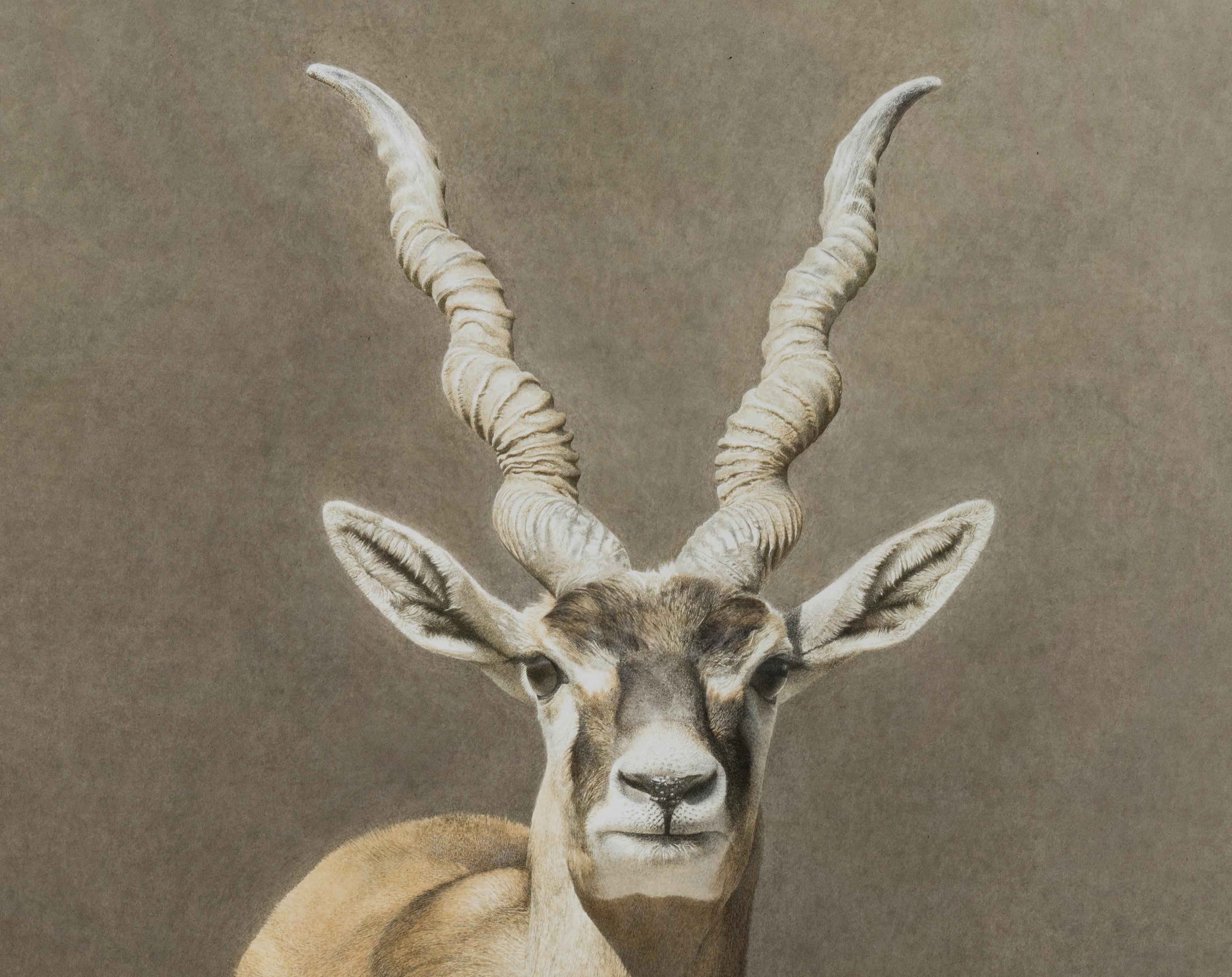 Afrikanische exquisite Antilope gemalt  des führenden italienischen Aquarellisten für Wildtiere – Art von Marzio Tamer