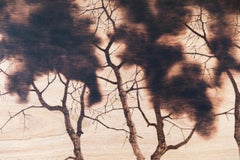 Œuvre d'art « Contemporary Trees ». Pyrogravure sur panneau d'eucalyptus. Moderne et classique