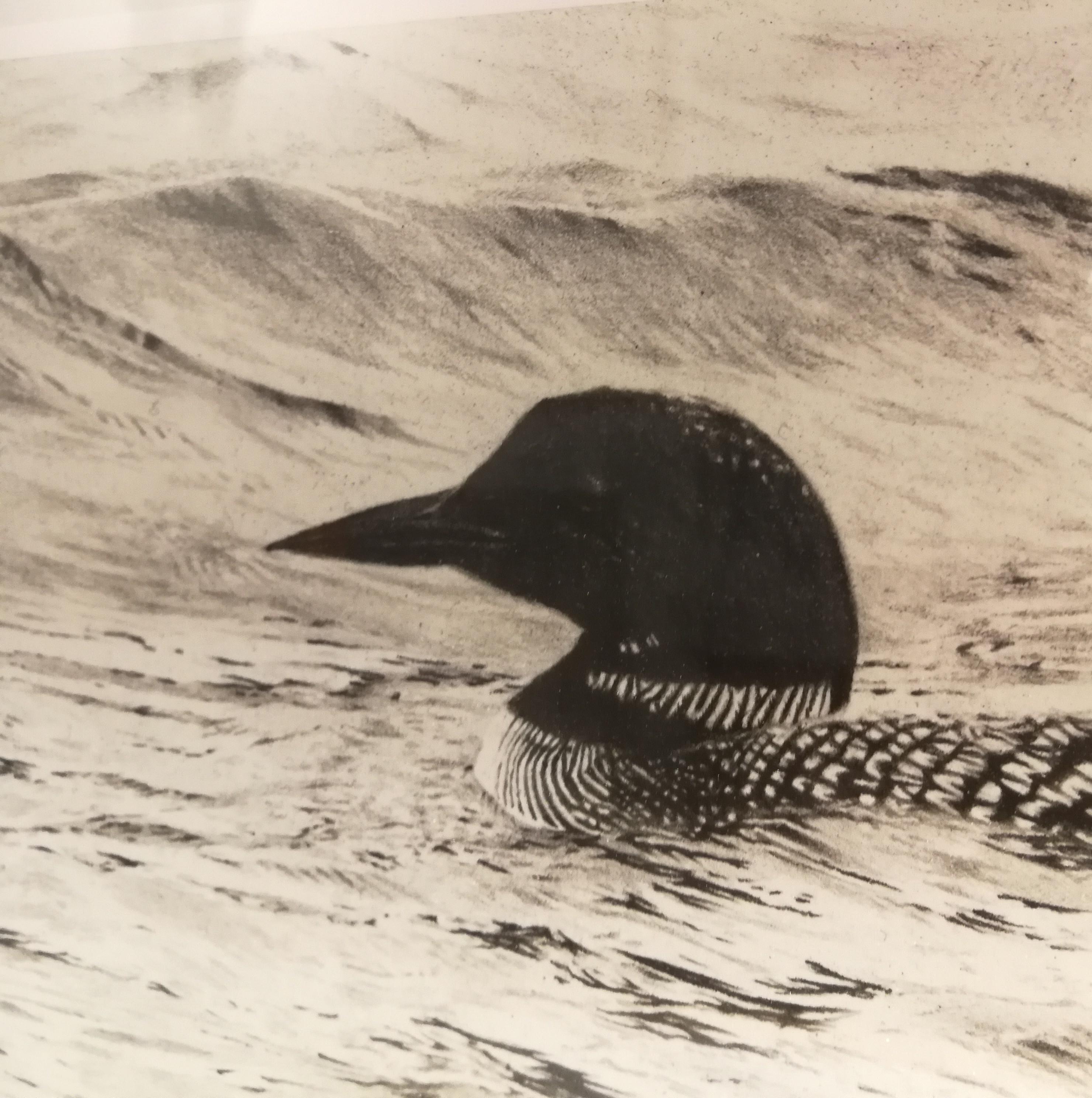 loon line drawing