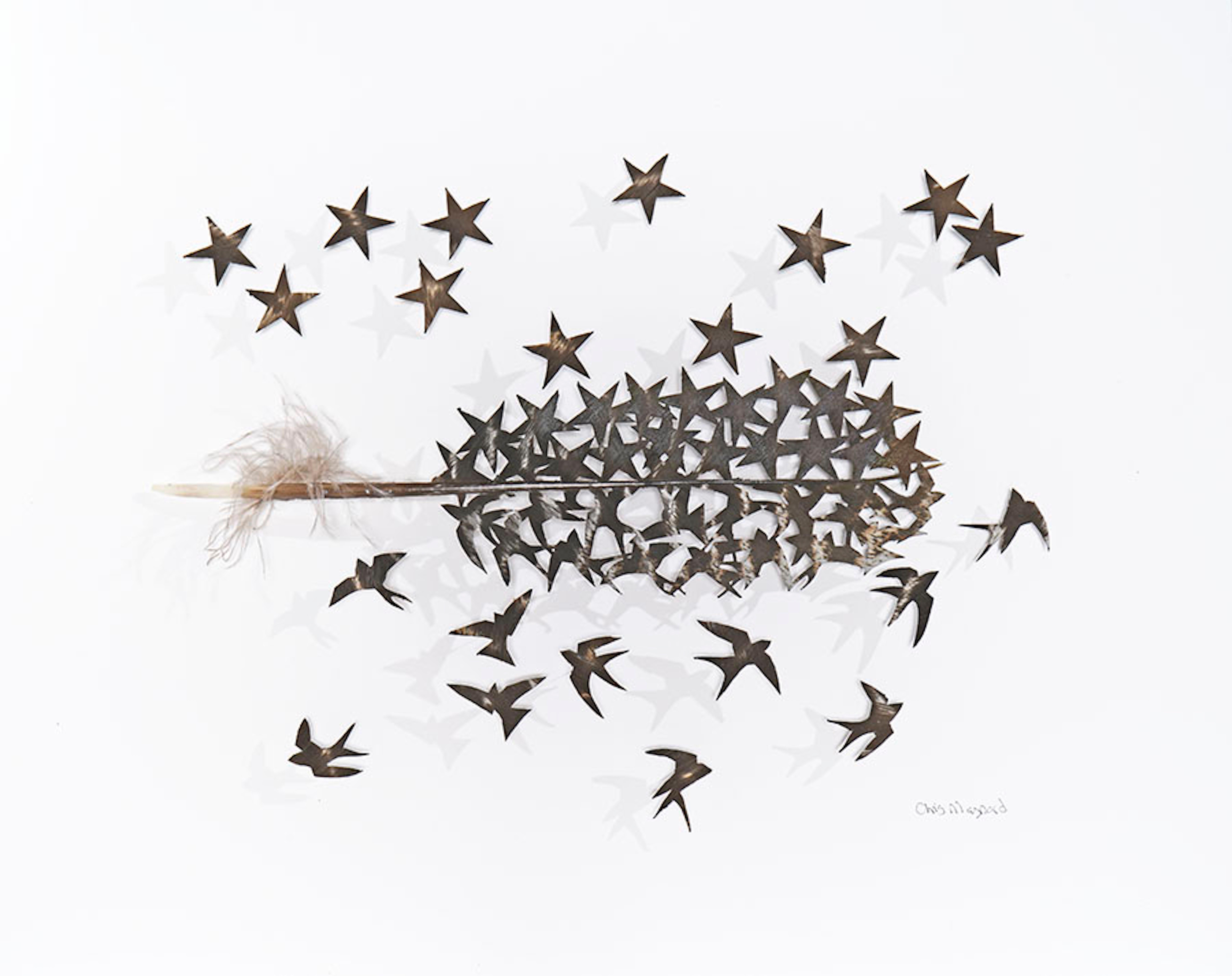 Swallows and stars -turkey feather back and white abstract composition on paper 