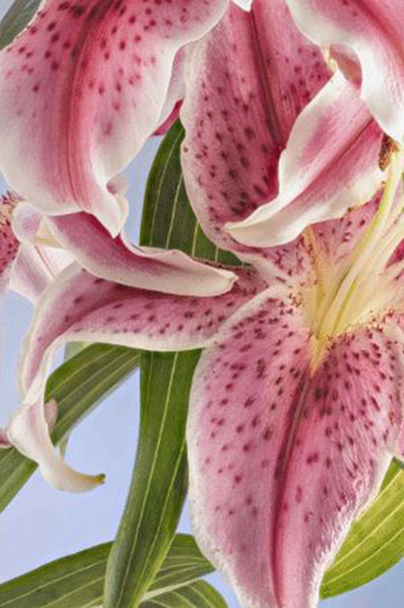 Misha and David "Stargazer 04” Oriental Lily Series 2019 printed on aluminium Signed For Sale