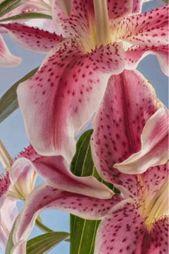 "Stargazer  04” Oriental Lily Series 2019 printed on aluminium Signed