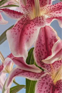 "Stargazer  04” Oriental Lily Series 2019 printed on aluminium Signed 