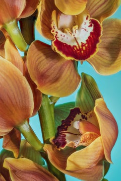 Orchid 03, Spring limited edition, Printed on aluminium, signed by the artist