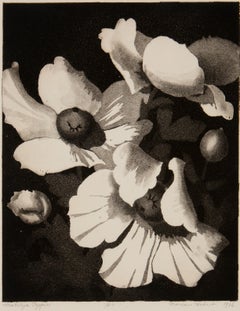 Vintage Matilija Poppies