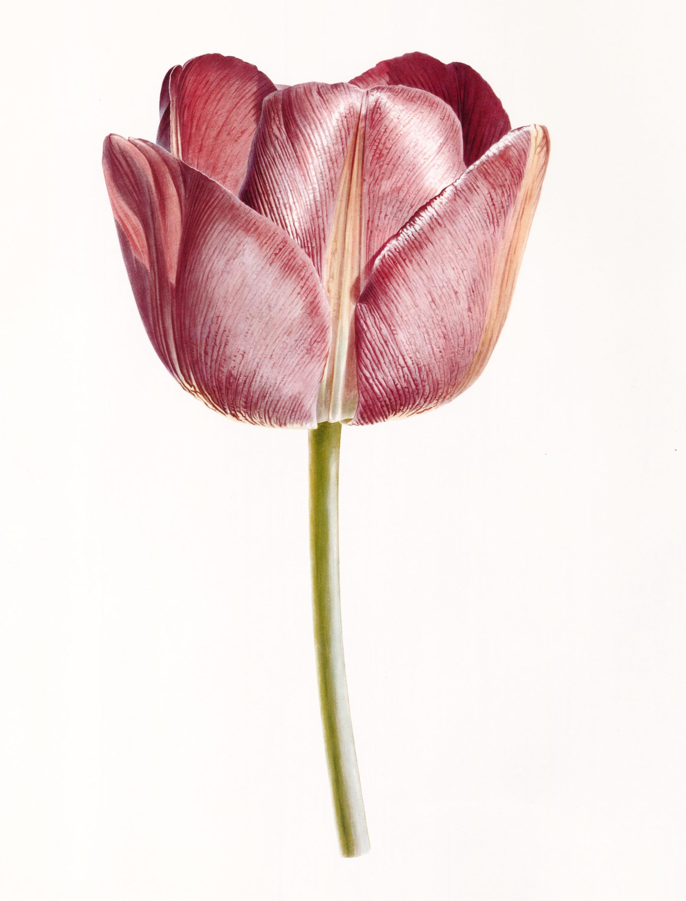 rory mcewen tulip