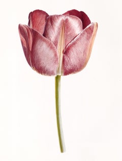 Pink Tulip Print