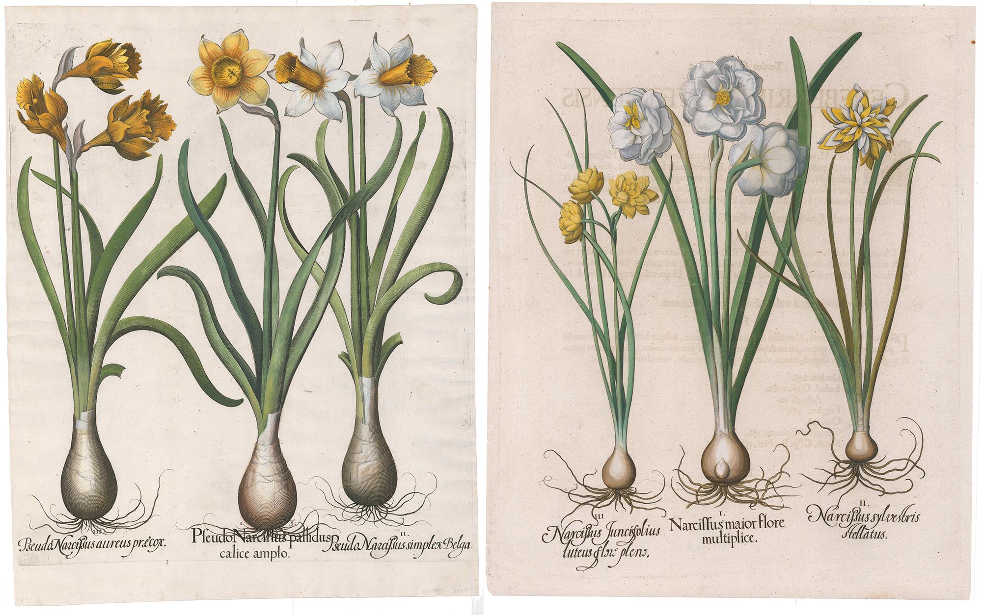 Pair of Narcissus Engravings - Print by Basilius Besler