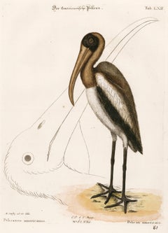 Antique American Pelican Engraving