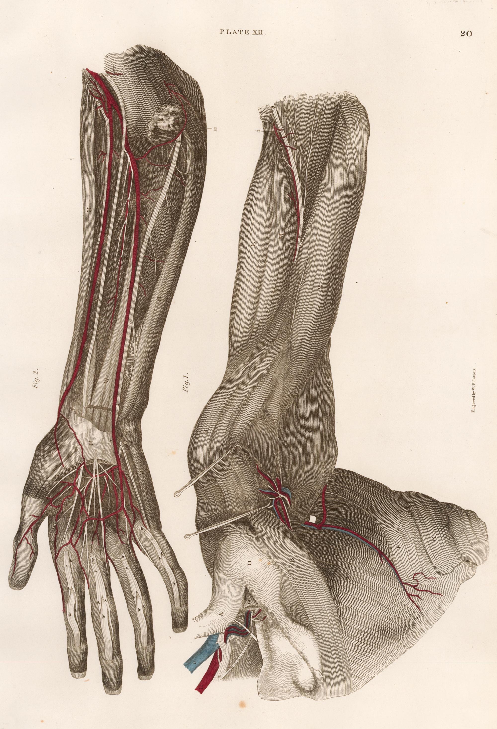 John Lizars Figurative Print – Anatomische Gravur eines menschlichen Arms