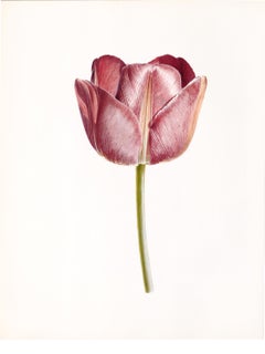Pink Tulip Print