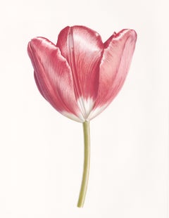 Pink Tulip Print