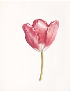Pink Tulip Print