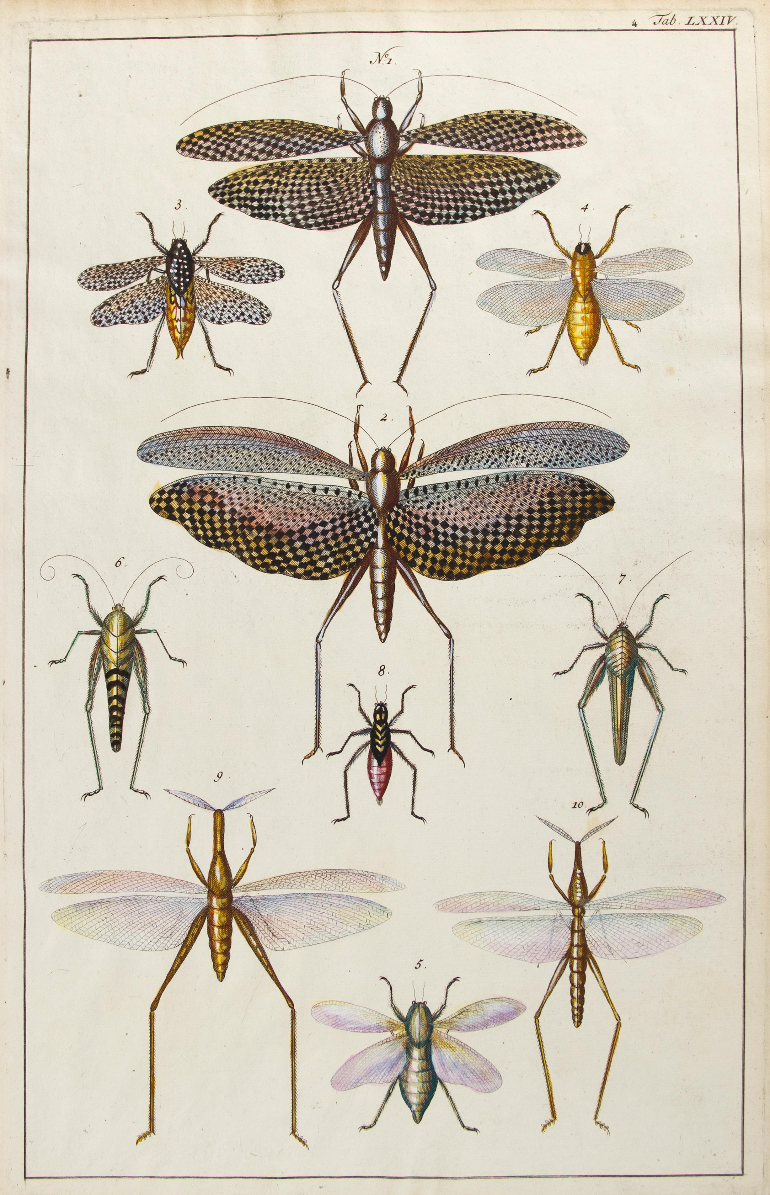 Insect Engraving - Print by Albertus Seba