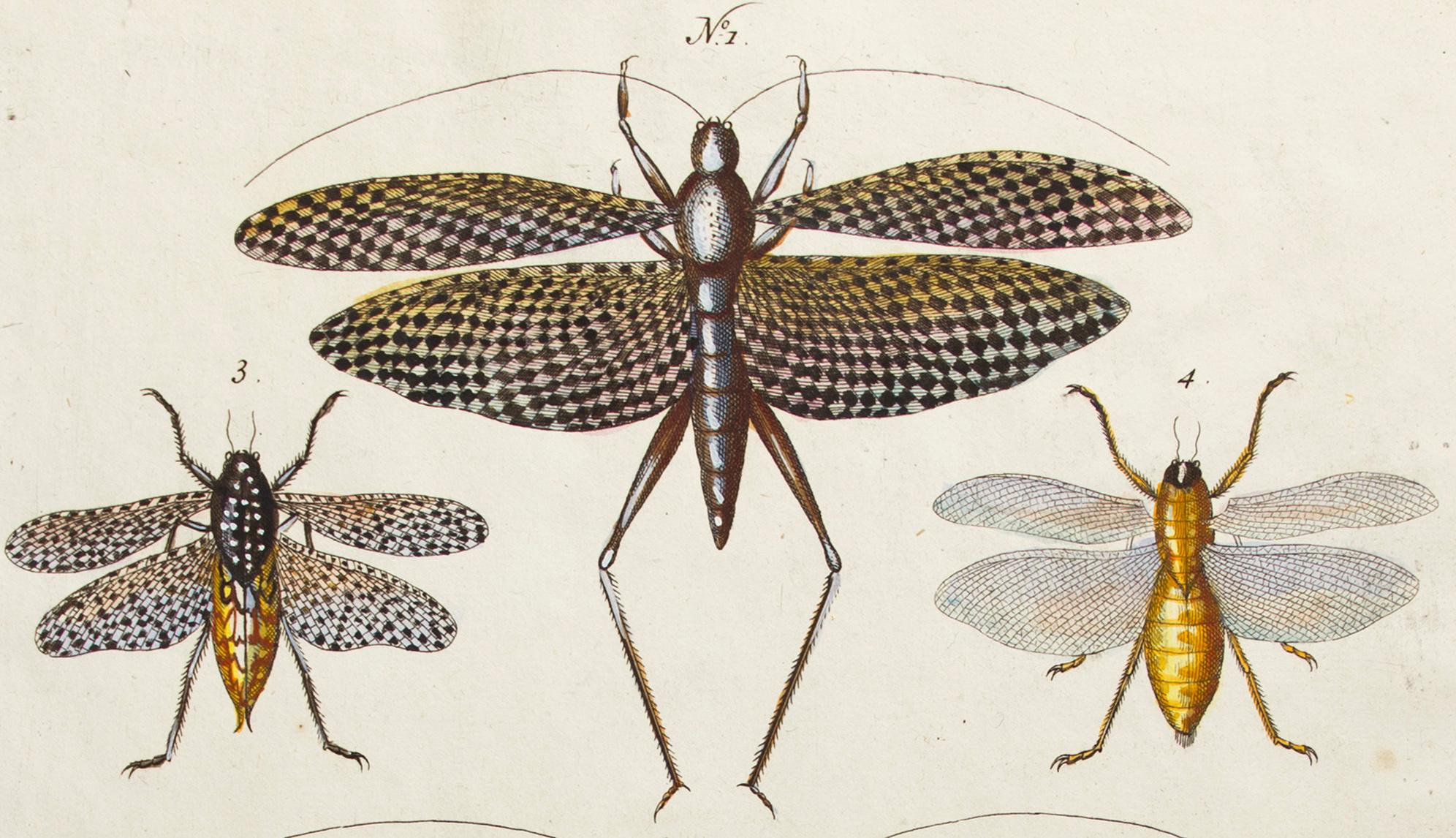insect etching