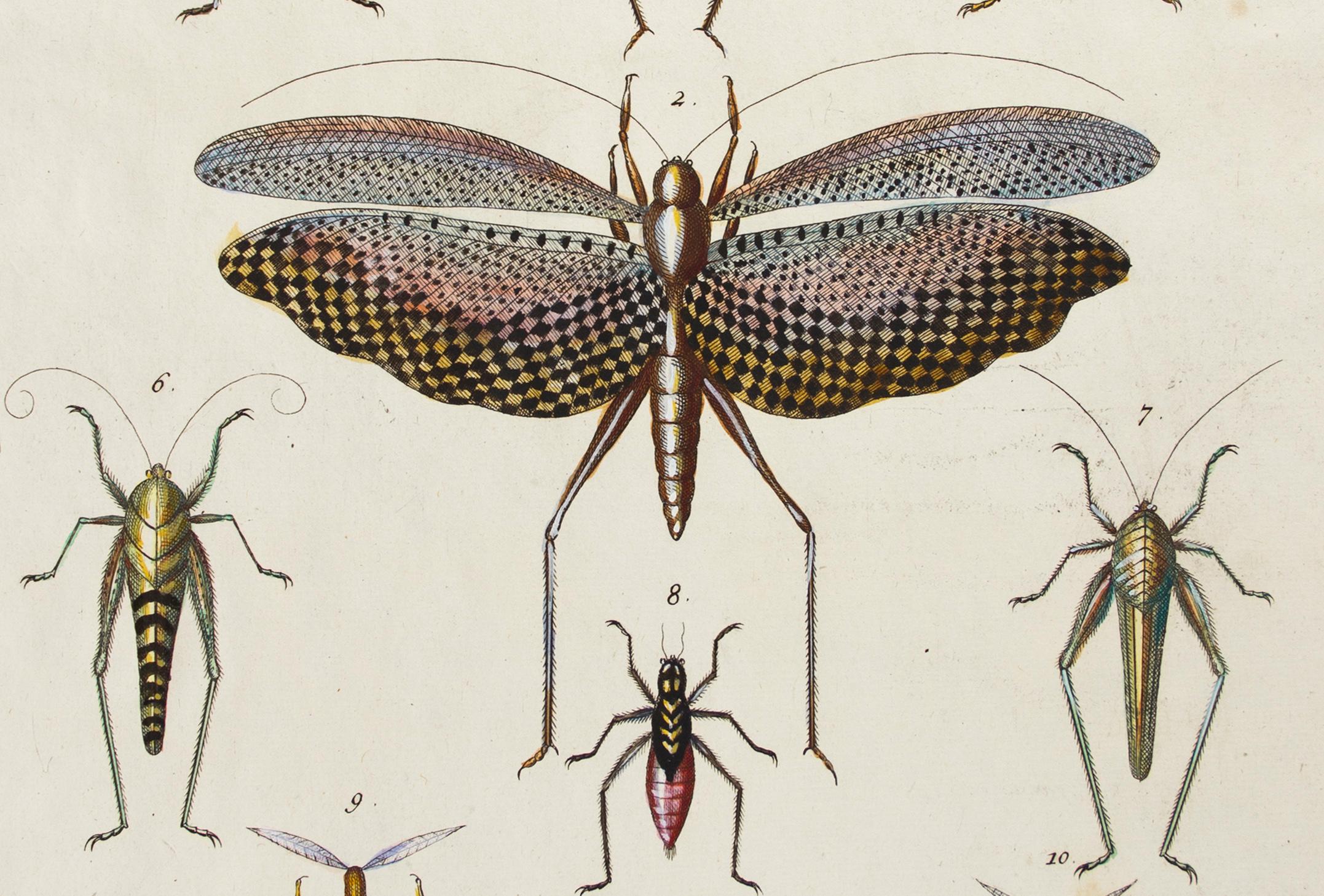 Seba, Albertus.
Locupletissimi rerum naturalium thesauri accurata descriptio, et iconibus artificiossimis expressio, per universam physices historiam.
Amsterdam, Wetsten, Smith, Jansson-Waesberg, 1734-65.
This plate: Tom. 4. Tab. LXXIV.
Original