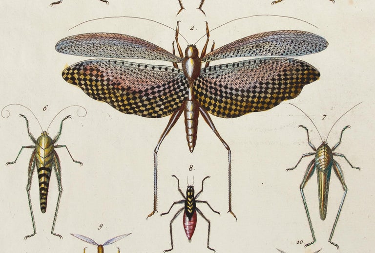 Albertus Seba - Insect Engraving For Sale at 1stDibs