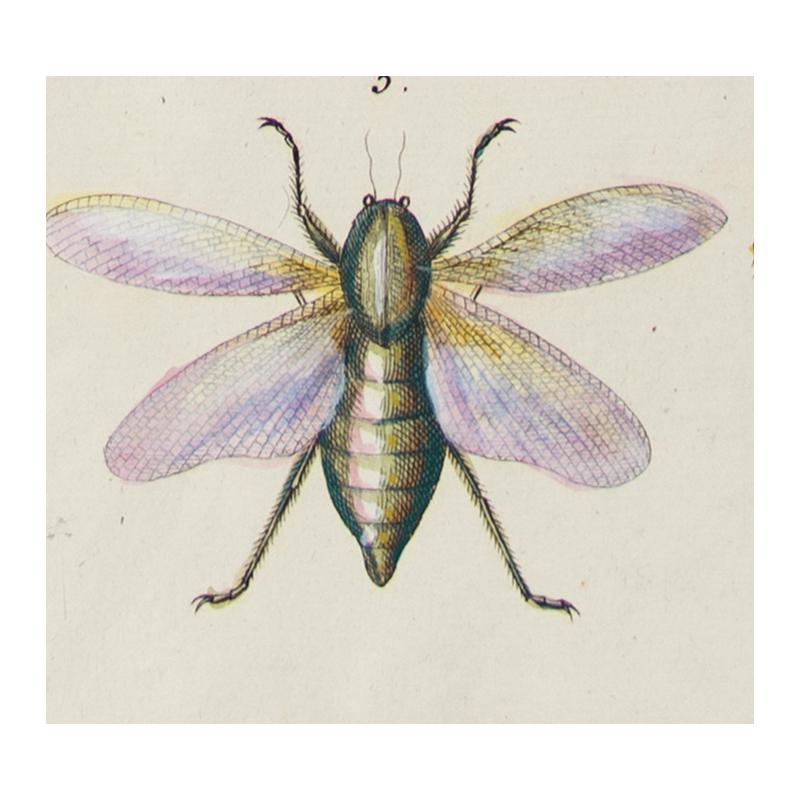 Insect Engraving For Sale 1