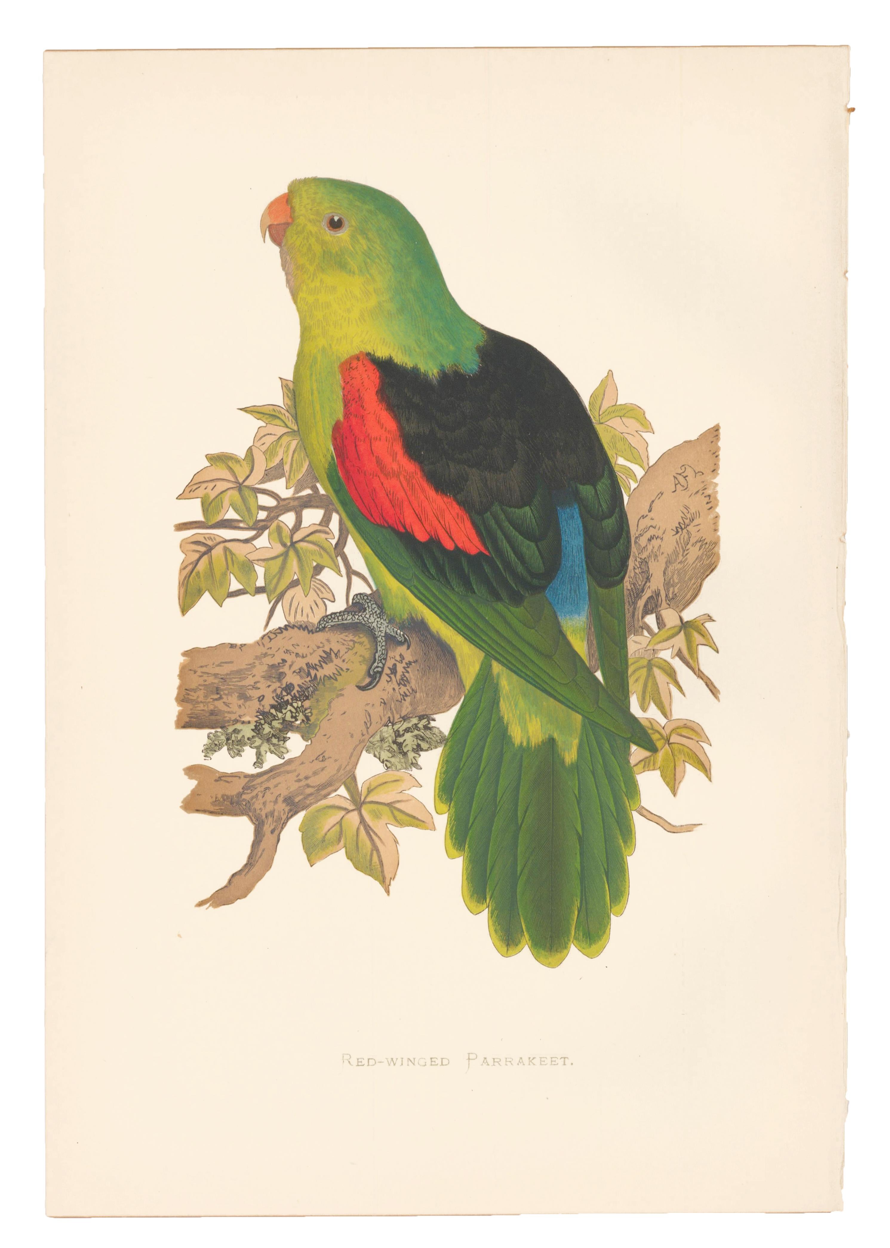 Red-Winged Parrakeet Engraving - Print by William Thomas Greene