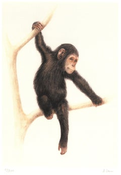 Baby Chimpanzee Mezzotint