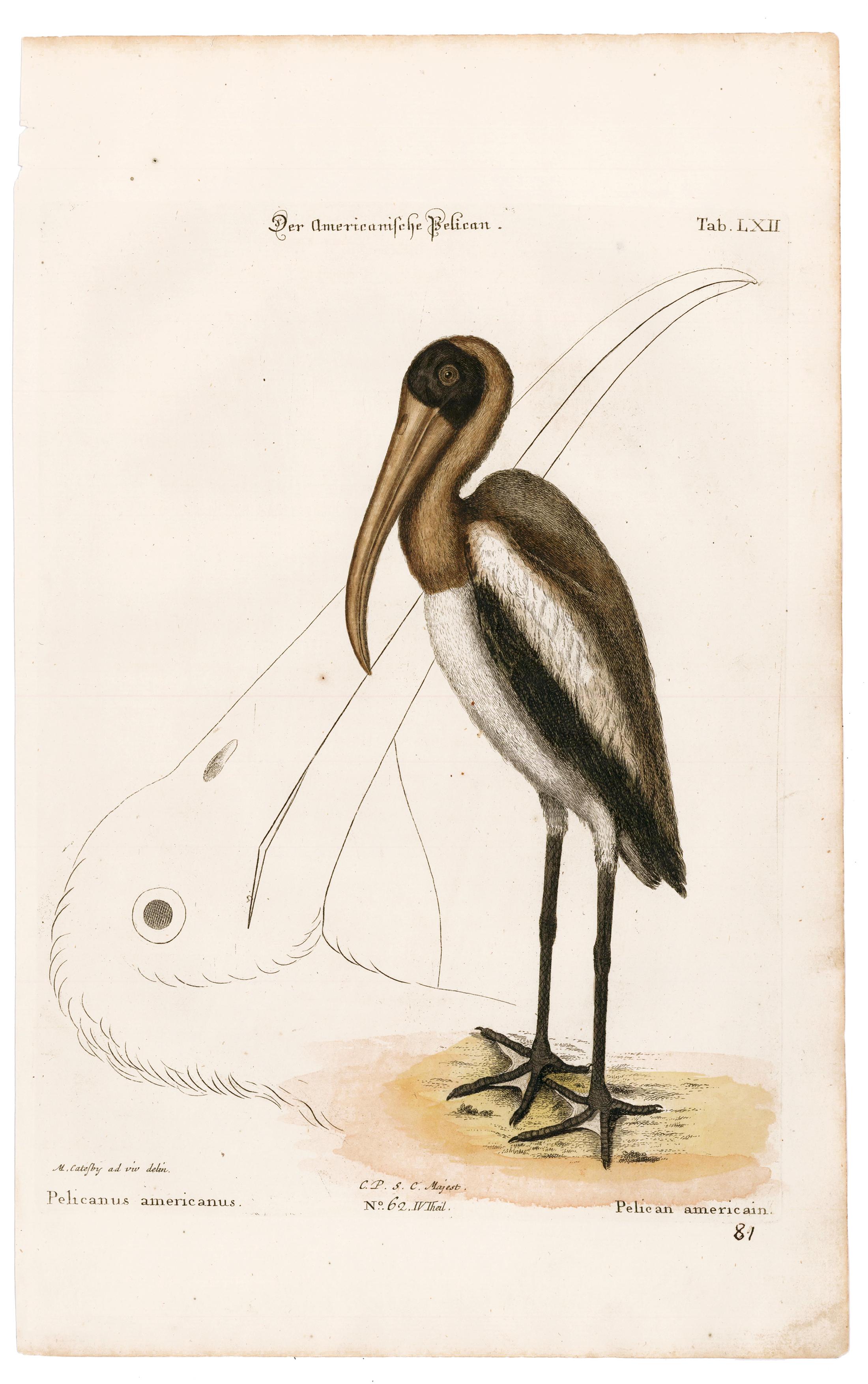 American Pelican Engraving - Print by Mark Catesby (after)