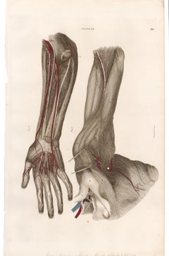 Anatomical Engraving of a Human Arm