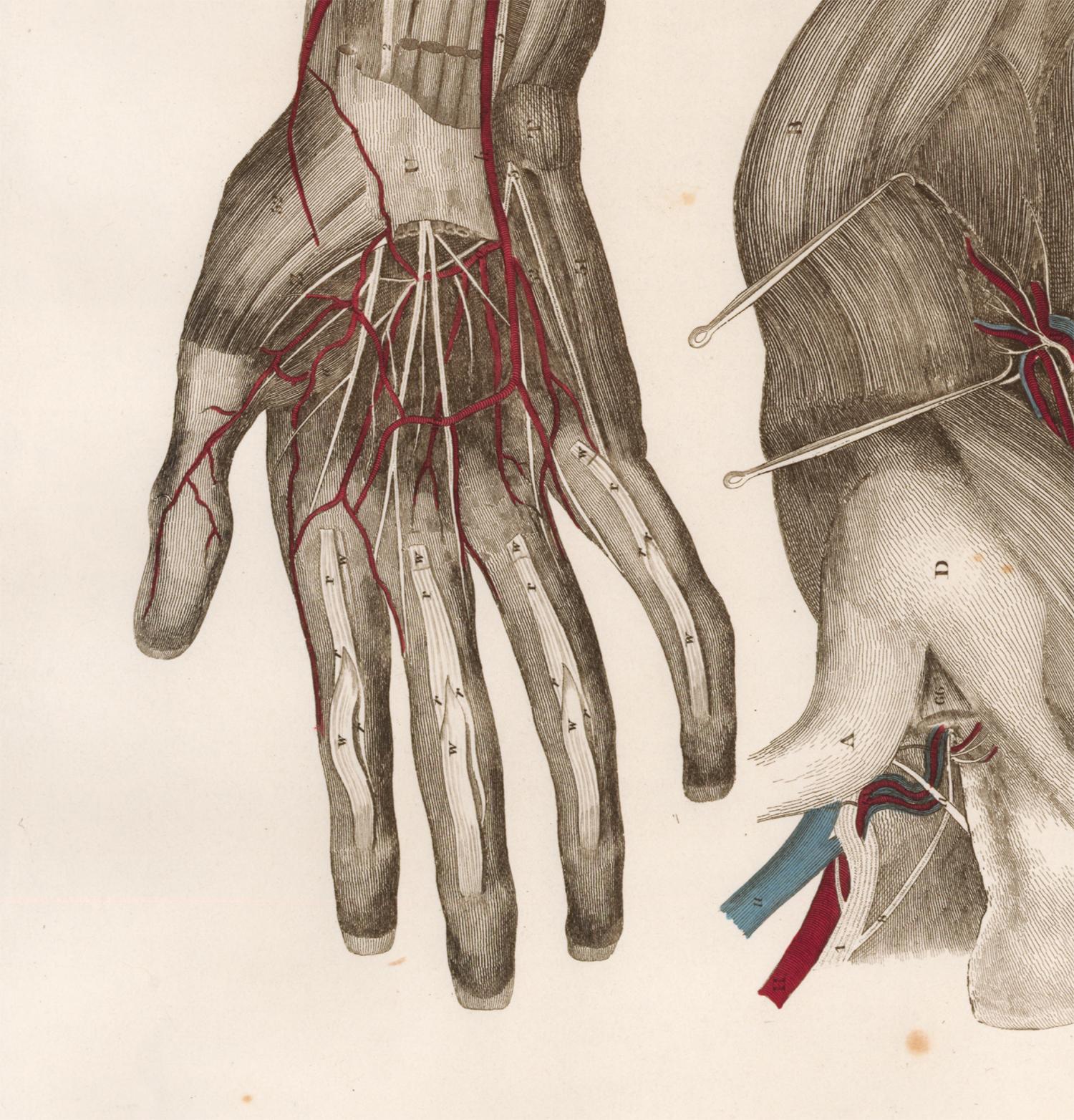 Anatomische Gravur eines menschlichen Arms (Beige), Figurative Print, von John Lizars