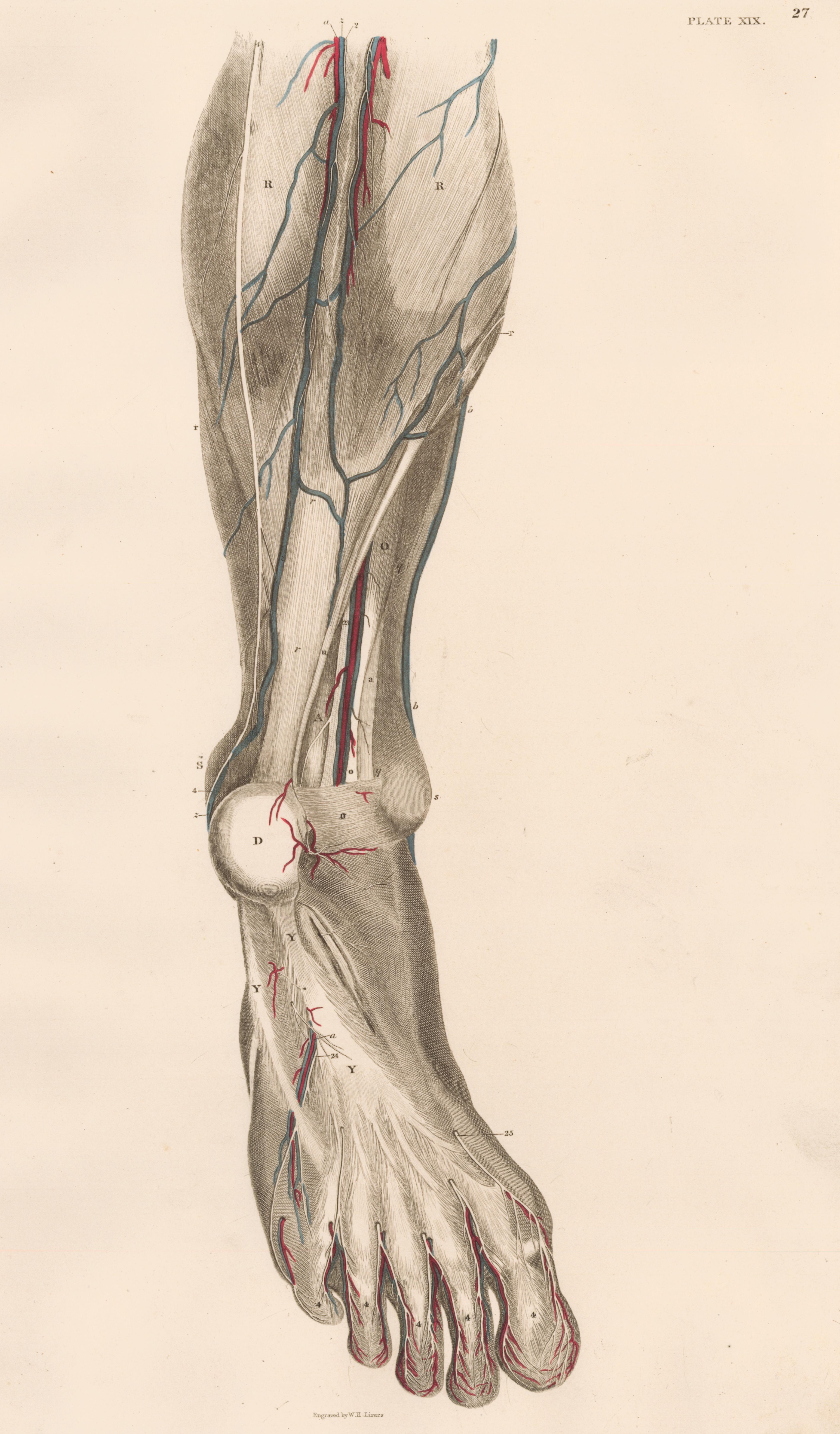 John Lizars Figurative Print - Anatomical Engraving of a Human Lower Leg