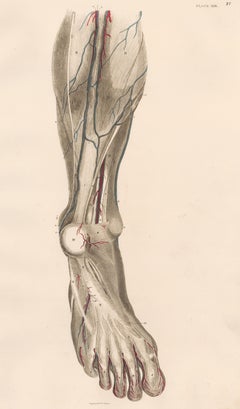 Anatomical Engraving of a Human Lower Leg