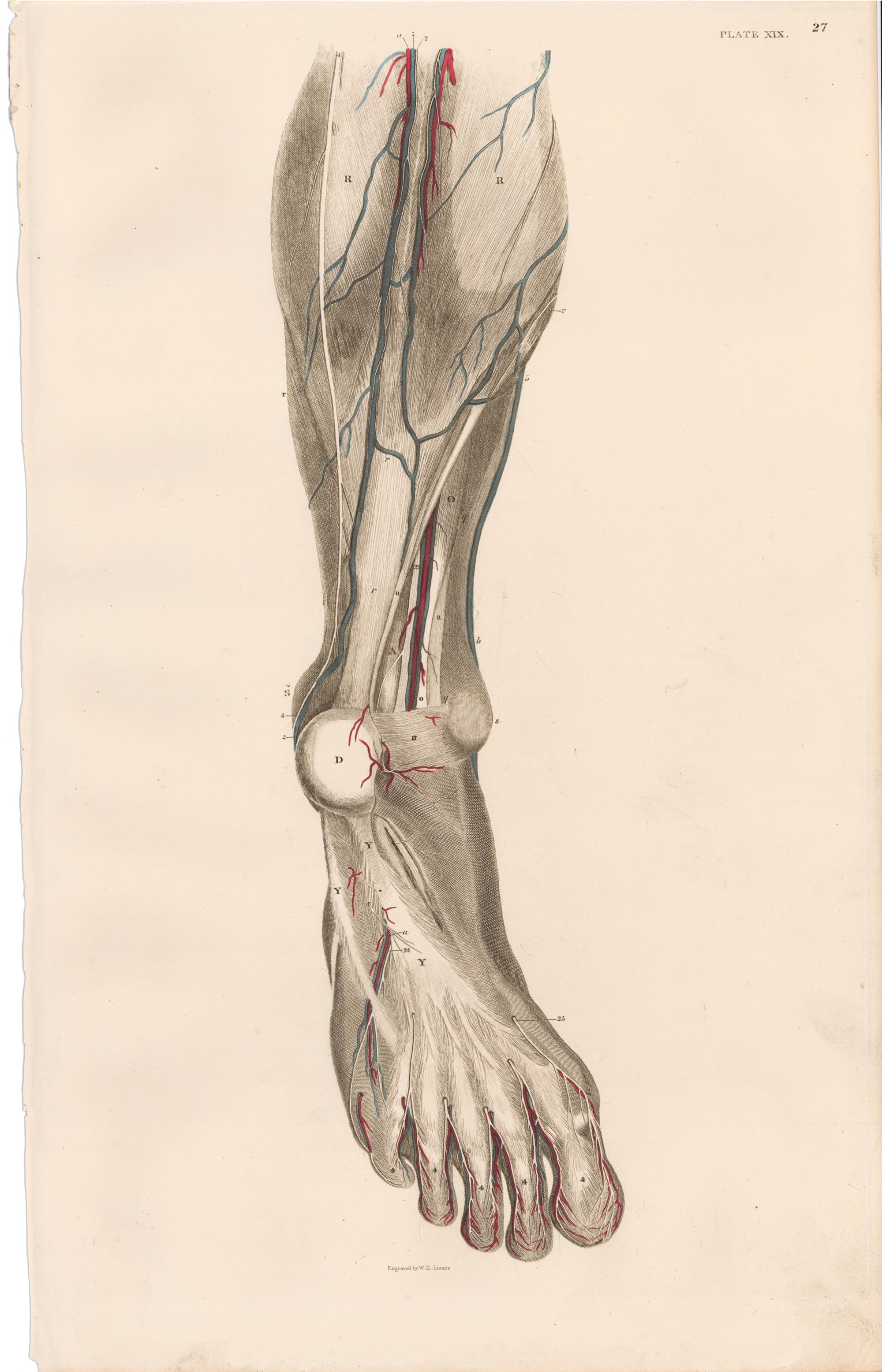 Anatomical Engraving of a Human Lower Leg - Print by John Lizars