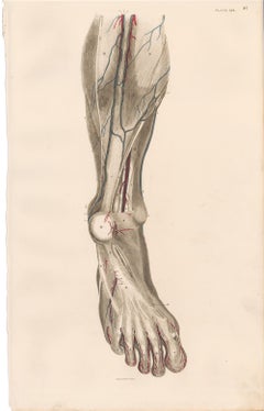 Anatomical Engraving of a Human Lower Leg