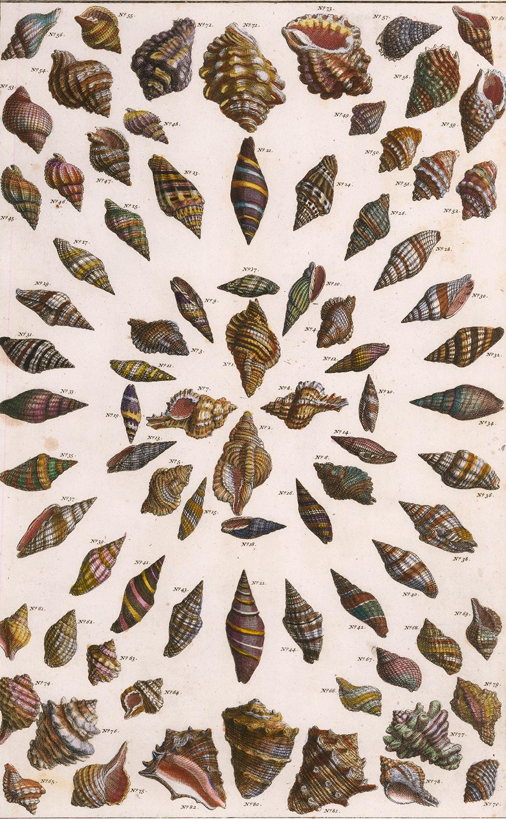 Hand-Colored Shell Engraving - Print by Albertus Seba